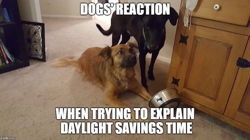 dog-dogs-reaction-trying-explain-daylight-savings-time-imgflipcom.jpeg
