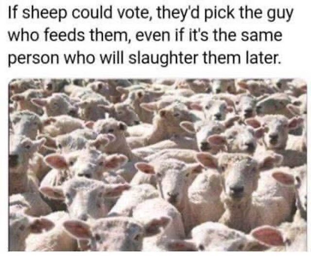 Sheep.jpeg